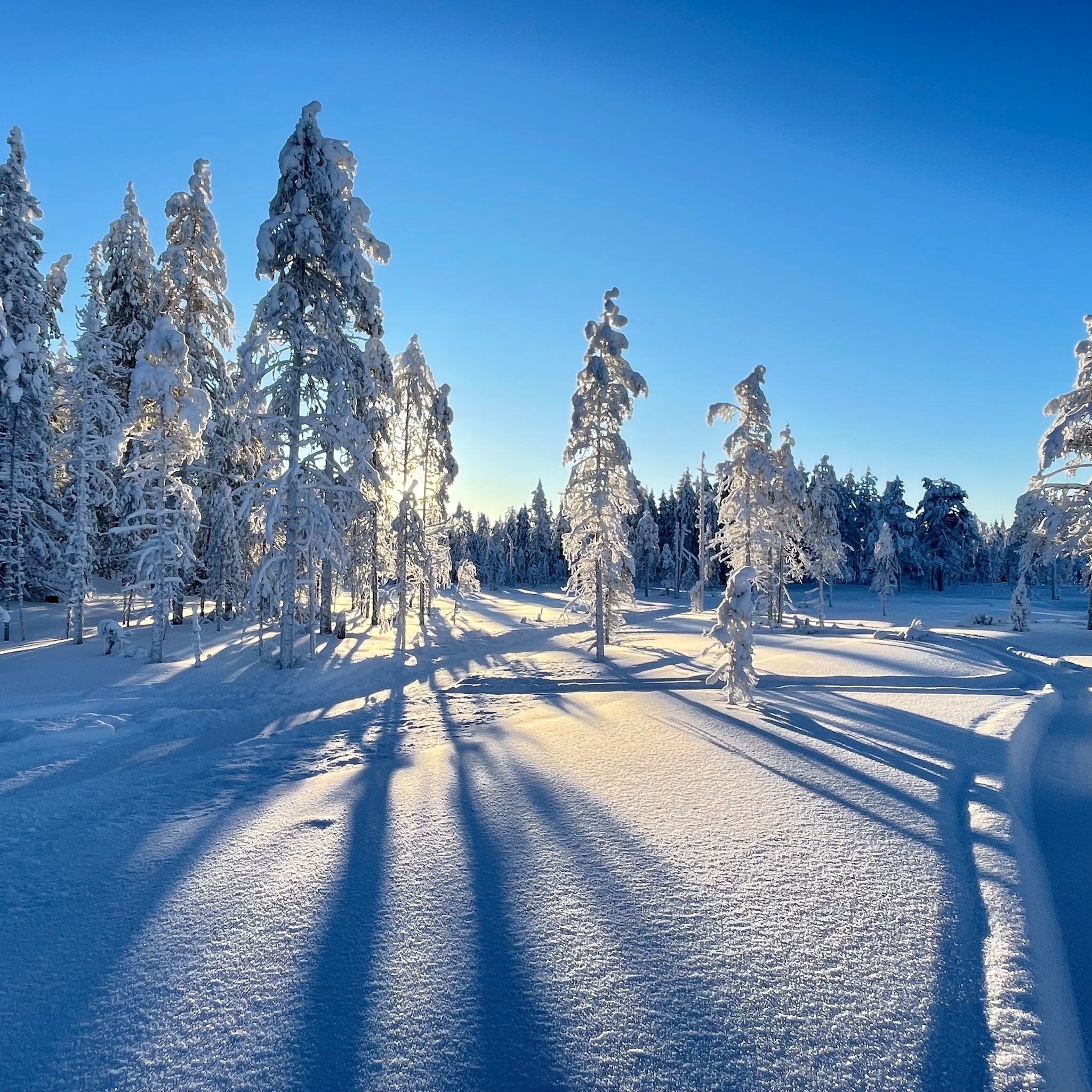 Riisintunturi